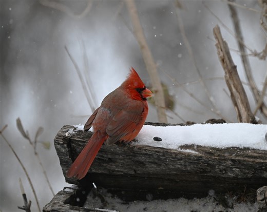 Storm total snowfall for northeast Kansas