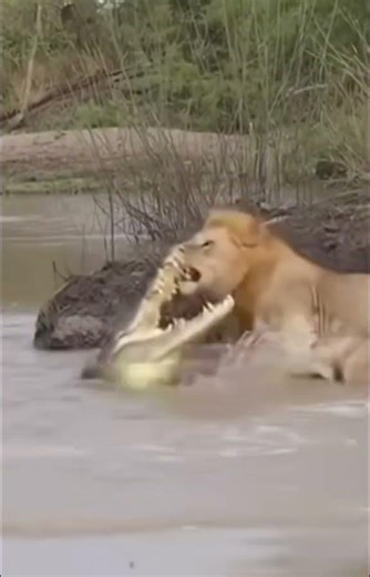 #lion #vs #gator #safari #survival #wildlife #viral #animals #hunting #cats #shorts #savelions #wow