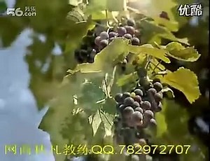 产品帝凡野葡萄利口酒 网商秋凡教练