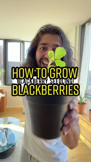 Grow Blackberries from Store-Bought Fruit