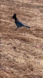 Bird blue jay# Lake Tahoe#california#nevada#beach# beautiful#travel# fun#enjoyment#birdsounds#world
