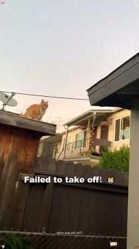 Cat fail jump😾😾#fyp #cat #catsoftiktok #cats #funnnyvideos