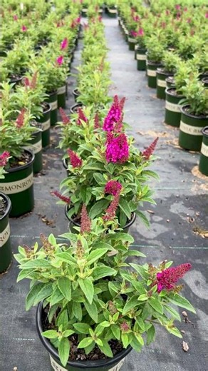 Little Rockstars® Red Butterfly Bush 🦋 Big Pollinator Power, Smaller Garden Footprint