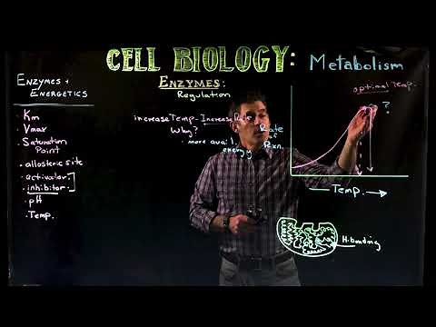 Effects of Temperature and pH on Enzyme Activity