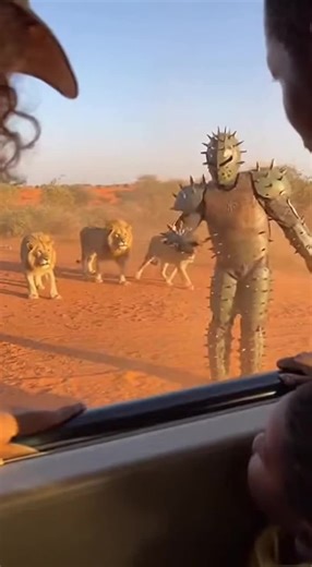 Follow cactus man Support him #lion #actiontime #animals #cactus