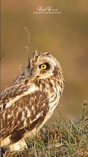 Short Ear Owl with a dangerous look this owl can kill many rats.🔥🔥