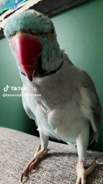 Moulting Parrot: Tamara's Blue Chicken Talking Kiwi Bird