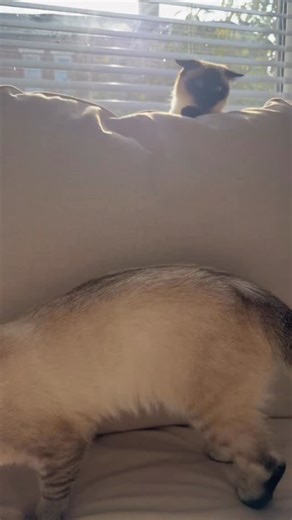 dobby lowkey a bully 🫣 | Thatcatdobby