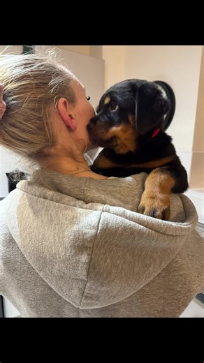 Beautiful Orange and Red Rottweiler Puppies