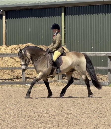 Dusty's Triumph in M&M Large Breeds Class