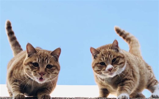 【pocib】pocib百科视频教程丨浓浓的古早味令人头大