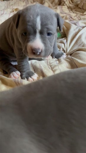 Rise & shine 🌎🤩 #doggywrld #puppy #dog