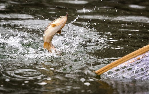 PFAS contamination found near Pa. fish hatchery: What happens next