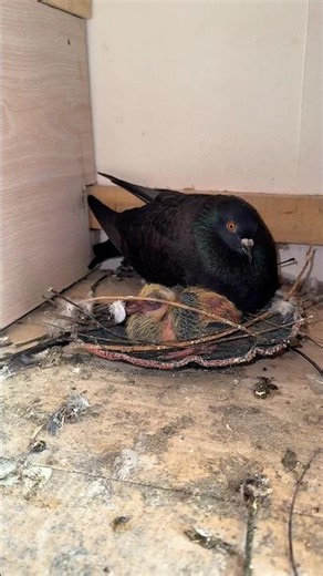 Baby pigeon nest are made #baby #pigeon #loft