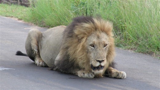172K views · 3K reactions | Big male lion putting on a real show | Graeme Mitchley - Wildlife Photographer | Facebook