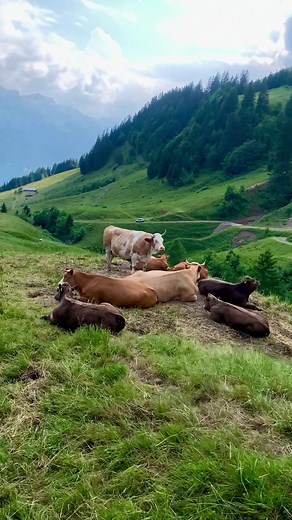 Piece of Heaven on Switzerland.Beautiful Swiss Village 🇨🇭🇨🇭🇨🇭#switzerland #swiss #swissnature