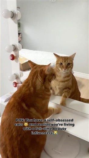 My pretty little babies getting ready for a photo shoot💖 #cat #catvideos #cutecat #prettycat #viral