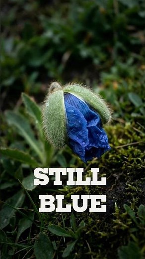Why This Flower Stays Blue 🔵🌸