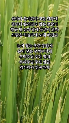 새찬송가 592장. 산마다 불이탄다 고운 단풍에. 황금빛 들녘에 찾아온 축복 #찬양