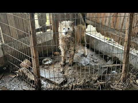 3 Years Locked in a 1-Meter Cage — Forced to Live in Her Own Waste, Quietly Longing for Life