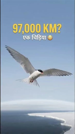 97,000 KM?! 😳 | Longest Migration by a Bird | Artic Tern