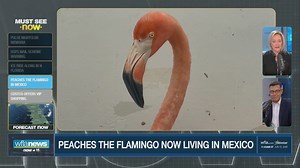 Beloved flamingo 'Peaches,' carried to Tampa Bay by Hurricane Idalia, returns to Mexico