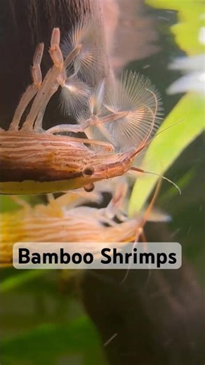 Bamboo Filter-Feeding Shrimps #shrimp #aquarium #aquariumhobby #aquariumlife
