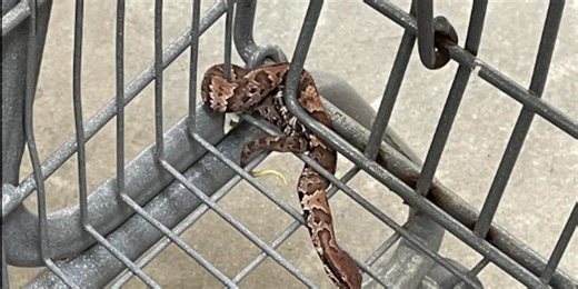 Customer claims baby cottonmouth snake found at Pineville Walmart