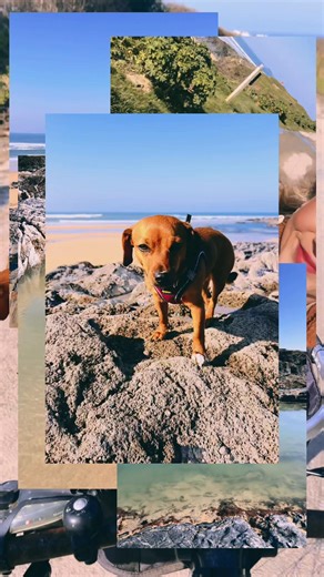 Enjoying Cold Water Swimming with Furbabies