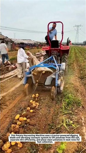 Potato Harvesting Machine Increases Harvest Speed with 2-Row Tractor Digger Technology