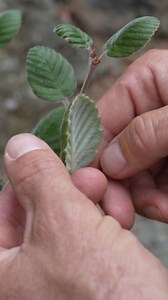 One small tree. One huge story. Native Plant Manager Kevin Alison walked deep into Wild Boar Gully to check on one of the six remaining pure Catalina Island Mountain mahogany trees, a species found nowhere else on Earth. Between threats like hybridization, drought stress and fire risk, this rare tree is hanging on by a thread. Kevin and his team are using cutting-edge plant tissue culture in the Conservancy’s lab to clone and protect these trees so the story of this loneliest tree won’t end. Rea
