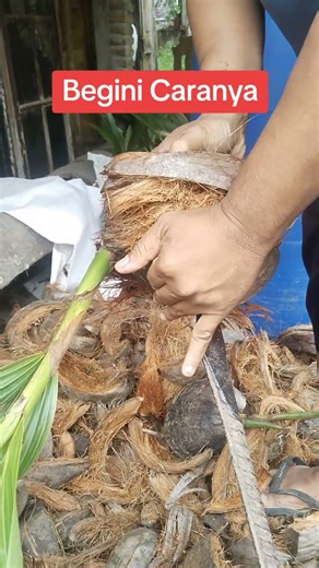 Bibit Kelapa Genjah Hibrida Di Kupas Supaya Lebih Mudah Dikirim Jarak Jauh