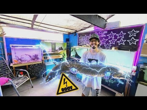 I Caught a Giant Electric Monster Fish!