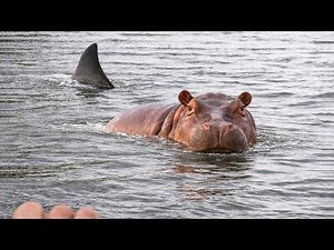 This Is What Happened When The Shark Attacked The Hippo!