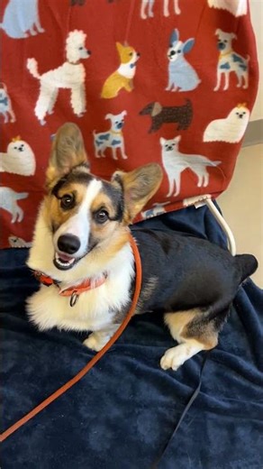 Meet Tyson a Welsh Corgi, Pembroke currently available for adoption! 2/23/2026 1:06:14 PM