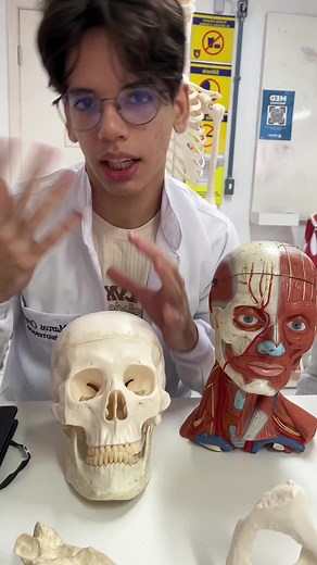 Anatomia do Cérebro: Aprendizados Engraçados