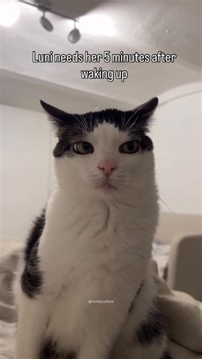 Luni took a loooong nap | cat nap