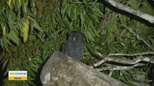 Coruja-preta, patativa e importância do urubu são destaques no Terra da Gente