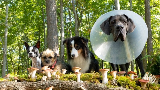 ‘Strays’: That Hilarious Celebrity Cameo Explained