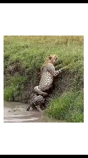 @crazy_trends08 on Instagram: "This instagram post shares a 15-second video depicting a cheetah ambushed by a large python at an African waterhole, with the snake coiling around the cat's hindquarters as it struggles to escape, sourced from the short-video platform Kwai. Posted by @MamboMengi23 , whose bio emphasizes African culture and entertainment, the clip has modest traction—694 views and one reply decrying nature's ferocity—fitting into viral wildlife drama trends. Though visually striking