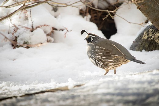 Cold Hardiness of Quails: How to Raise Quails in Winter