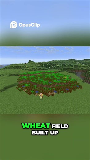 LARGEST Wheat Field EVER!!