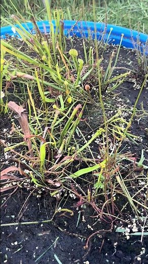 How much water can carnivorous plants take?
