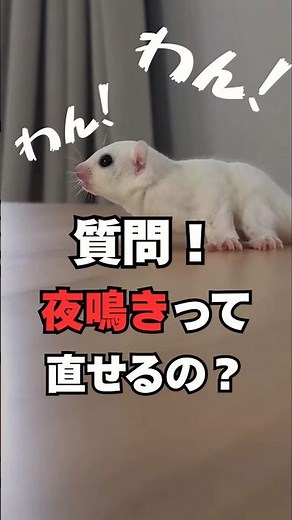 A detailed explanation of the flying squirrel's "nighttime cry"