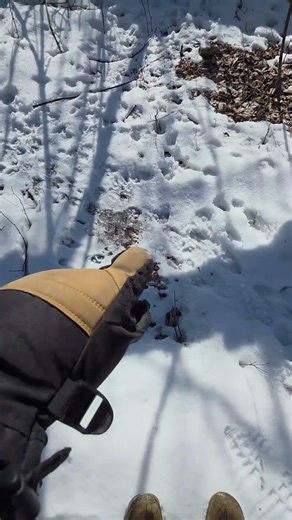 A Natural Hinge-Cut Deer Bed