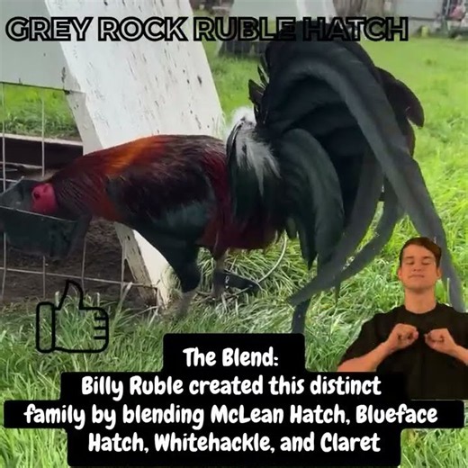 Focus on being a good breeder and handler instead of a name that the fowl are tied to.” elm run