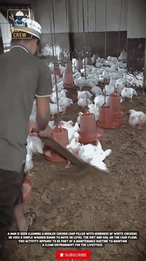 Simple Tools, Automatically Clean Broiler Chicken Coops! #workers #tools #toolmancrew