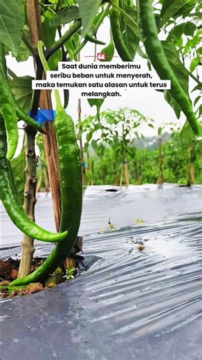 🌶Penyoraman cabe sistem springler #petanicabe #pertanian