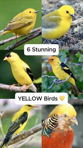 6 Stunning YELLOW Birds 💛🐦
