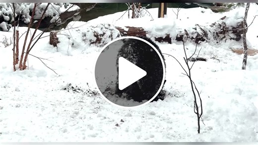 Cincinnati Zoo's bears, red pandas and cheetah enjoy a snow day - NewsBreak